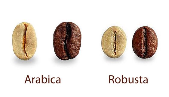 قهوه عربیکا و روبستا