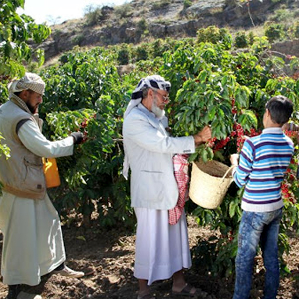 خواص قهوه یمن