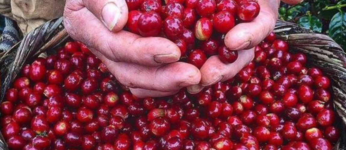 خرید قهوه